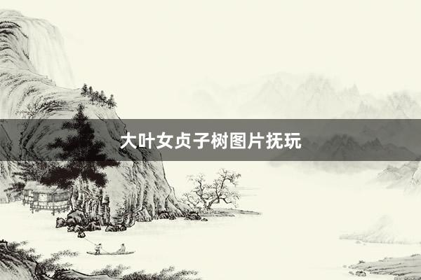 大叶女贞子树图片抚玩